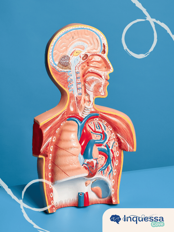 Anatomical model showing the organs inside the human body